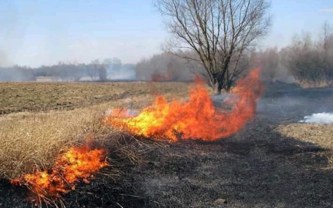"Кладбище диких животных": огонь в Пензенской области уничтожает природу