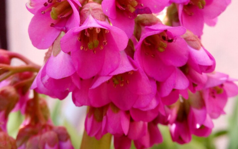 Фотоподборка: в Пензе на клумбах распустились первые весенние цветы