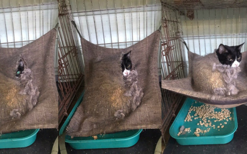 Девушка пожаловалась в соцсетях: кошка Гудини могла довести ее до инфаркта – видео