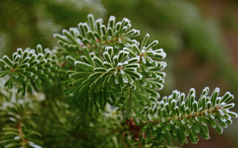 "Подморозит до -6°С": пензенцам обещают очередное похолодание