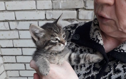 «Котенка возвращают из-за опухоли на животике»: какая судьба ждёт сироту в Пензе