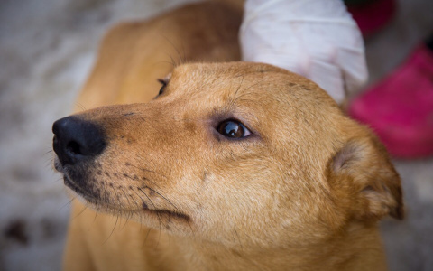 "Выжила после пуль... Бабушки гоняют из подъезда": пензенцы могут приютить несчастных животных