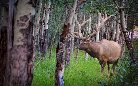 В Пензенской области две женщины попали в больницу после встречи с лосем