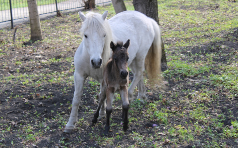 "Жеребенок, дикобраз, кенгурёнок, сипухи": в пензенском зоопарке начался беби-бум