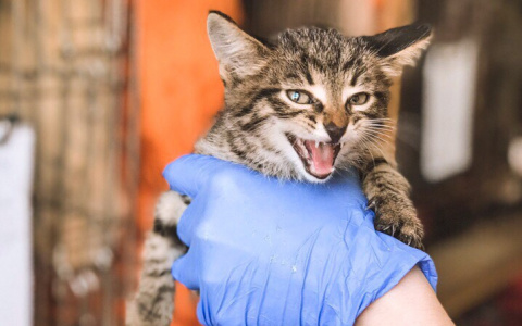 "Отрыла на прогулке": собака из пензенского питомника нашла в кустах котенка