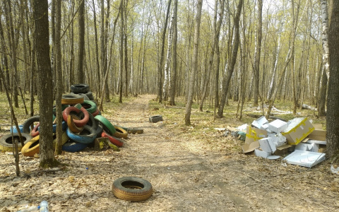 "До леса ближе, чем до контейнера": пензенцев шокировала свалка в Арбековском лесу