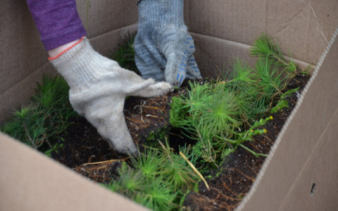 Елки и березы вместо роз: пензенцам предлагают дарить молодоженам деревья