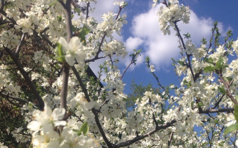 Горячие выходные: пензенцам обещают жару до +26°С