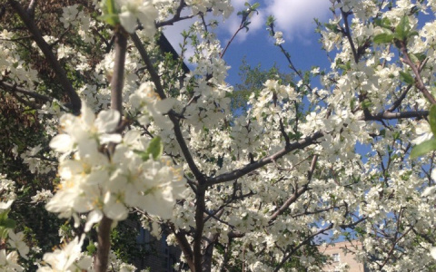 Фотоподборка цветущих деревьев и невероятных пейзажей Пензы