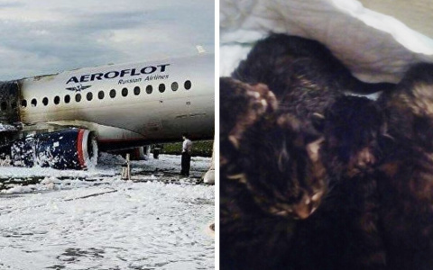 Дайджест за вчера: столкновение, Крид о трагедии в аэропорту, котята в мусорке