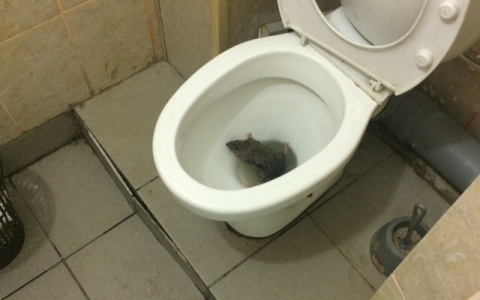 "Боятся ходить в туалет": в студенческом общежитии Пензы из унитазов лезут крысы