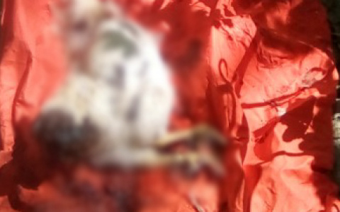 «Похоже на жертвоприношение»: пензенцев шокировал обезглавленный петух на Новозападном кладбище