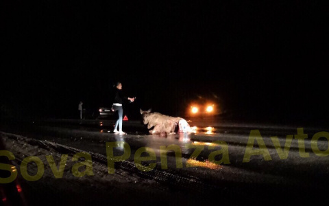 «Животное жалко». У Ахунского переезда сбили лося