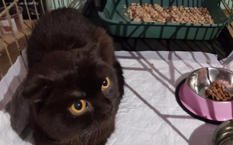 "Трижды брошенный и несчастный": в Пензе волонтеры борются за жизнь кота