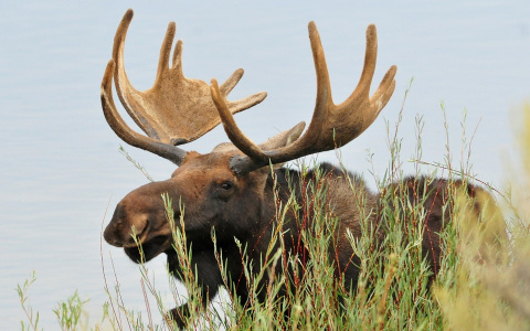 Советы для пензенцев, как не сбить лося на трассе