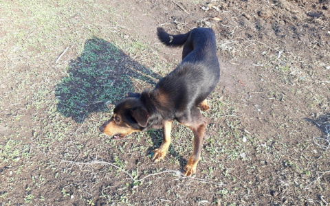 «Не возьмешь – убью»: будни зоозащитников в Пензе