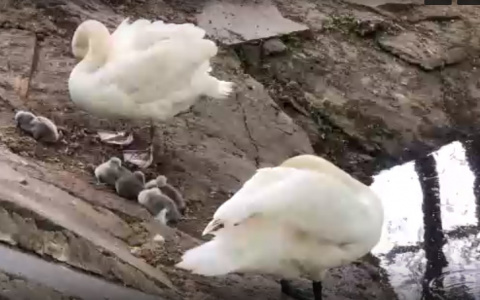 Верность лебединая: пернатая пара из Пензы стали многодетными родителями