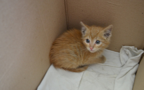 "Три дня без еды и воды": в вентиляции пензенской галереи нашли дрожащего пушистого кроху