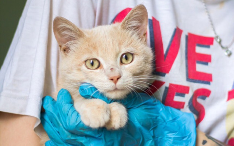 В пензенском центре "Питомец" появился кот-философ