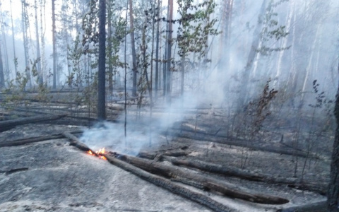 Спасатели защитили лес от страшного пожара в Пензенской области