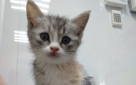 "Чудом осталась жива": пензенские волонтеры спасают кроху с серьезными травмами