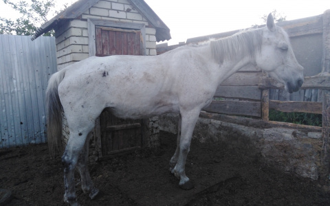 "Волосы дыбом встают!": пензенцы шокированы жестоким обращением с лошадью в Кузнецке