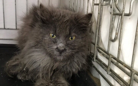 Пензенским волонтерам подбросили тяжело больную кошку