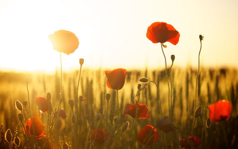 В четверг пензенцы будут страдать от жары