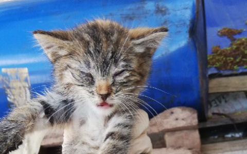 "Не жалко": пензячка отдала в приют заразного котенка