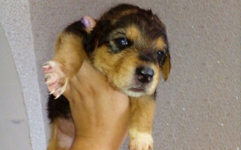 В Пензе волонтерам принесли трех крошечных щенков в целлофановом пакете