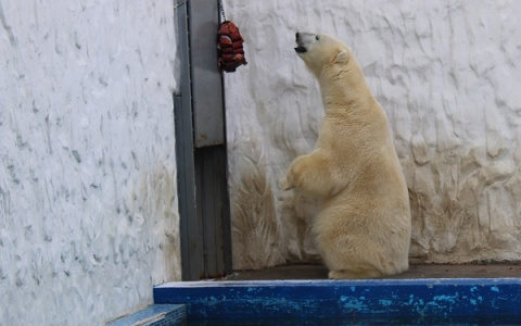 Пензенцы не смогут увидеть белого медведя в зоопарке