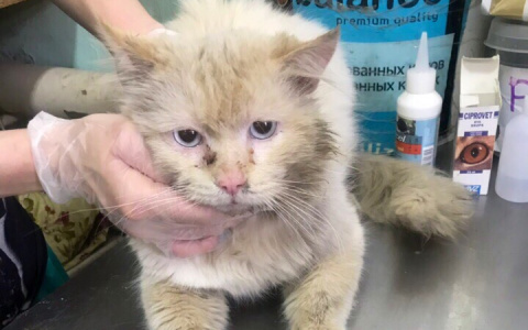 Лицо со шрамом: в Пензе спасли кота, пострадавшего в драке
