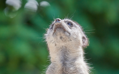"Солнечных ангелов" в пензенском зоопарке накормили необычным обедом