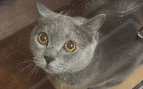 "Он умрет на улице": из-за безответственности пензячек пострадал породистый кот