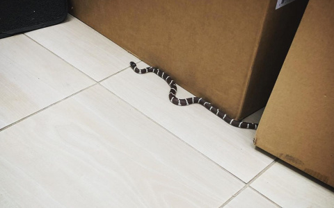 "Будьте очень осторожны": в Пензе здания атакуют змеи