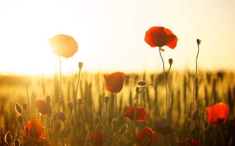 Прохлада или знойная жара? Какая погода ждет пензенцев на День города