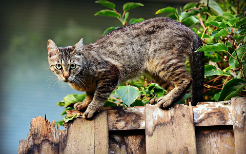 «Чувство, что могла спасти, не покидает». Пензячка сожалеет о смерти питомца