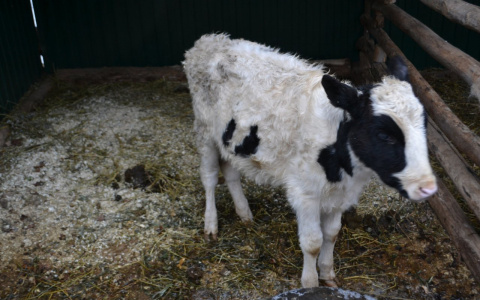 В 45 хозяйствах  в Чемодановке оставили умирать домашний скот