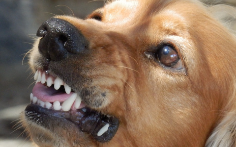 "Страдают наши дети!": в Пензенской области бездомная собака покусала ребенка