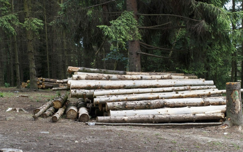 Черные лесорубы в Пензенской области вырубили леса на 800 тысяч рублей