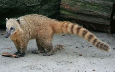 В пензенском зоопарке носухи развивают навыки