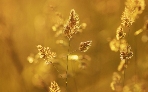 Пекло укрепляет позиции в Пензе