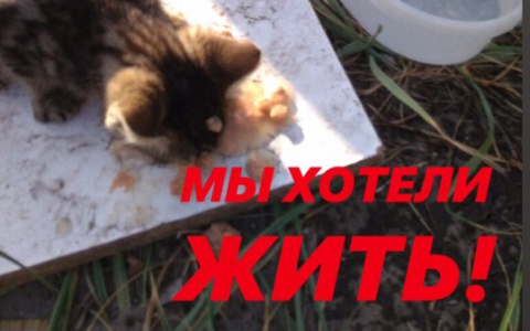 "Грызутся за еду": в Лопатках Пензенской области погибают кошки и собаки
