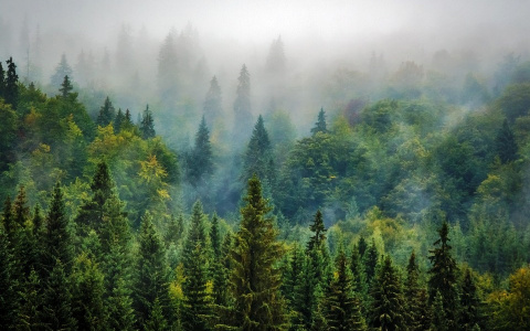 49-летний житель Пензенской области вырубил сосен на полмиллиона рублей