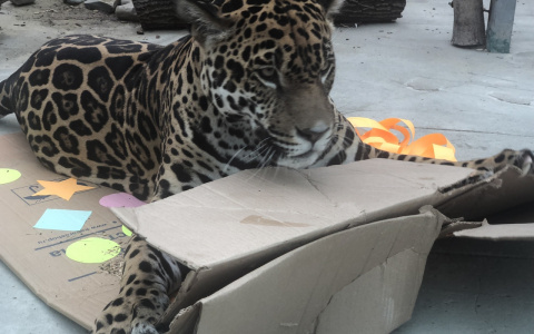 В Пензе ягуару Азару подарили торт, мороженое и коробку с бантом