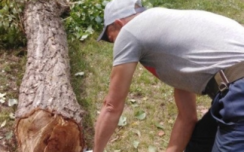 В Пензе спилят свыше 800 деревьев