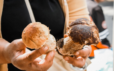 "Опасны не только поганки": грибы в пензенских лесах содержат соли металлов