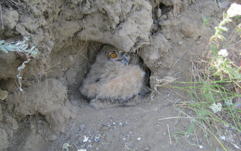 В Пензенской области обнаружили гнезда редких хищников