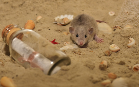 Крысы размером с кошку: последствия мусорной реформы в Пензенской области