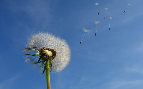 Солнце или тучи: что ждет пензенцев 24 июля?